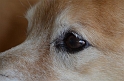 Kids-PuppyPortraits (28)